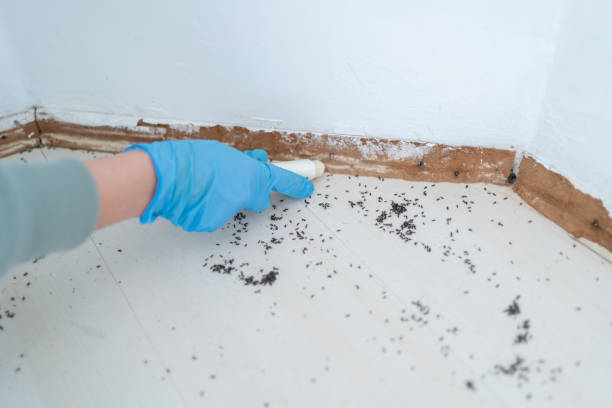 Best Wasp Removal Services  in Longboat Key, FL